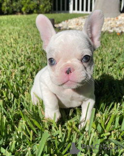 Photo №3. French Bulldog Puppies for Sale!. Germany