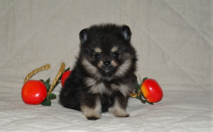 Photo №1. pomeranian - for sale in the city of St. Petersburg | negotiated | Announcement № 1249
