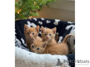 Photo №1. maine coon - for sale in the city of Berlin | 317$ | Announcement № 93704