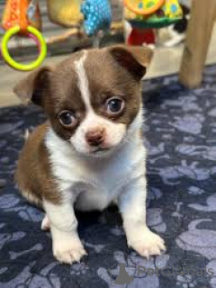 Photo №2 to announcement № 162611 for the sale of chihuahua - buy in Belgium private announcement, breeder