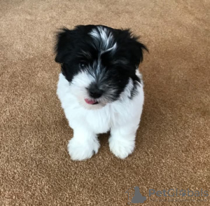 Photo №1. shih tzu - for sale in the city of Флорида Сити | 400$ | Announcement № 127296