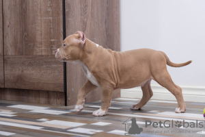 Photo №3. American Bully. Russian Federation