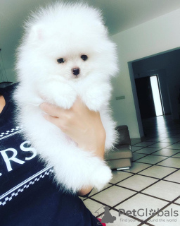 Additional photos: Pomeranian puppies