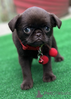 Photo №3. Exclusive brussel griffon. Serbia