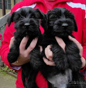Photo №2 to announcement № 81179 for the sale of giant schnauzer - buy in Serbia 