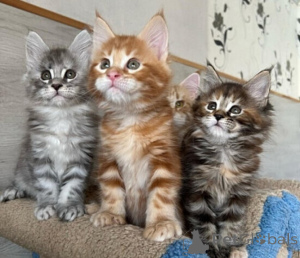 Photo №1. maine coon - for sale in the city of Porto | negotiated | Announcement № 177837
