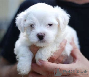 Photo №2 to announcement № 101202 for the sale of maltese dog - buy in Germany private announcement, breeder