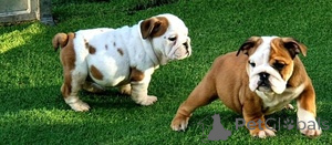 Photo №1. english bulldog - for sale in the city of Vienna | negotiated | Announcement № 156889