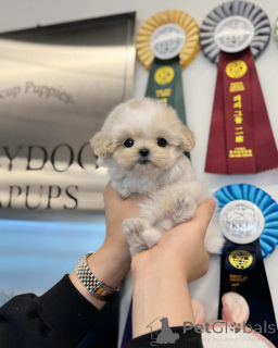 Photo №2 to announcement № 168102 for the sale of poodle (toy) - buy in Canada breeder