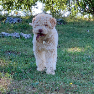 Photo №2 to announcement № 159188 for the sale of lagotto romagnolo - buy in Germany breeder