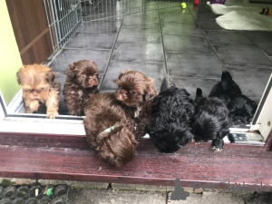 Photo №2 to announcement № 168437 for the sale of shih tzu - buy in Sweden private announcement, breeder