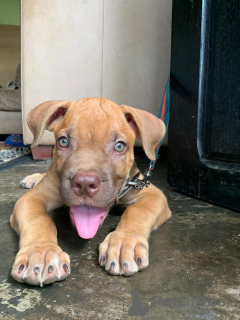 Photo №3. Boerboel Puppies with Pedigree available now with all papers. Germany