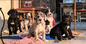 Photo №4. I will sell great dane in the city of Valeovo.  - price - negotiated