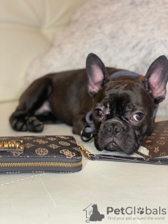 Photo №1. french bulldog - for sale in the city of Minsk | 581$ | Announcement № 36625