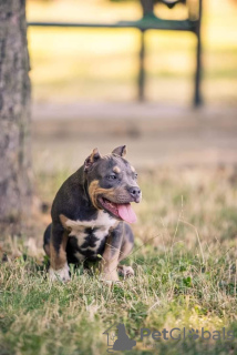 Photo №2 to announcement № 62655 for the sale of american bully - buy in Moldova breeder