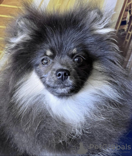 Photo №3. German spitz, color black and tan. Russian Federation