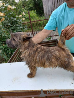 Photo №1. cairn terrier - for sale in the city of Batočina | negotiated | Announcement № 162440