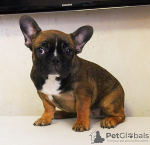 Photo №3. French Bulldog Puppies. Russian Federation