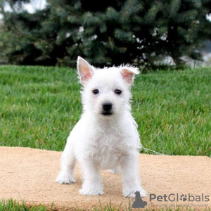 Photo №1. west highland white terrier - for sale in the city of Brussels | negotiated | Announcement № 76845
