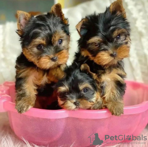 Photo №1. yorkshire terrier - for sale in the city of Франкфурт-на-Майне | negotiated | Announcement № 73995