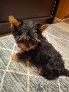 Photo №4. I will sell beaver yorkshire terrier, yorkshire terrier in the city of Riga. private announcement, from nursery, breeder - price - 619$