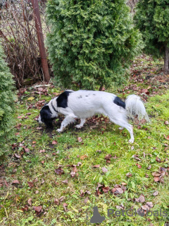 Additional photos: A young beautiful spaniel mix Knopa is looking for a home and family.