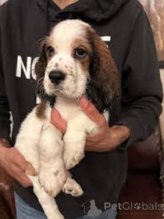 Photo №1. english cocker spaniel - for sale in the city of Marseilles | 723$ | Announcement № 164314