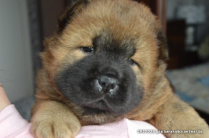 Photo №1. chow chow - for sale in the city of Soligorsk | 155$ | Announcement № 5041