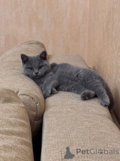 Photo №2 to announcement № 166824 for the sale of british shorthair - buy in Germany breeder