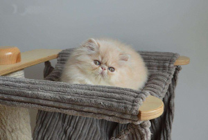 Photo №2 to announcement № 1064 for the sale of persian cat - buy in Lithuania private announcement, breeder