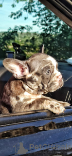 Additional photos: french bulldog puppies blue merle