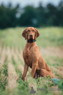 Photo №1. vizsla - for sale in the city of Minsk | 600$ | Announcement № 120593