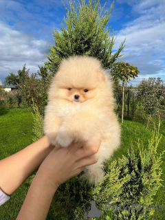 Photo №2 to announcement № 27900 for the sale of pomeranian - buy in Germany private announcement