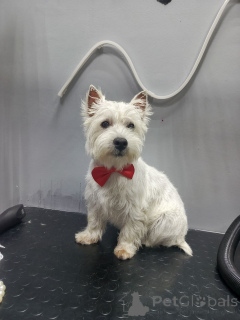 Photo №4. I will sell west highland white terrier in the city of Leeds. private announcement - price - negotiated