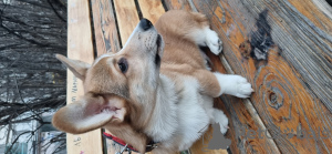 Additional photos: Selling WELSH CORGI puppy PEMBROKE born 08/26/23