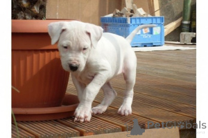 Photo №1. dogo argentino - for sale in the city of Bocholt | 465$ | Announcement № 169437