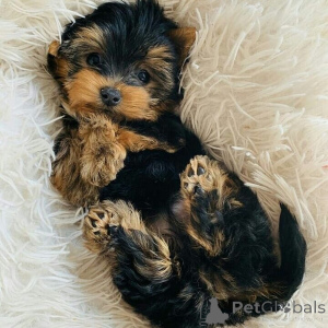 Photo №1. yorkshire terrier - for sale in the city of Baumholder | 380$ | Announcement № 158729