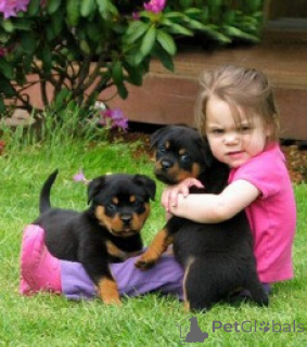 Photo №1. rottweiler - for sale in the city of Monaco | negotiated | Announcement № 176177