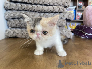 Photo №4. I will sell exotic shorthair in the city of Helsinki.  - price - Is free