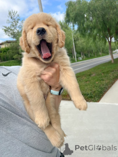 Photo №1. golden retriever - for sale in the city of Cologne | negotiated | Announcement № 158048