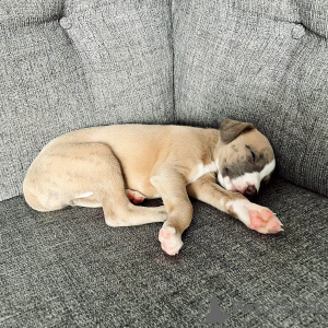 Photo №3.  Grazioso cucciolo di Whippet gentile, giocoso e pronto a trovare una casa. Germany