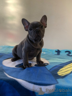 Photo №2 to announcement № 108097 for the sale of french bulldog - buy in Germany private announcement, breeder