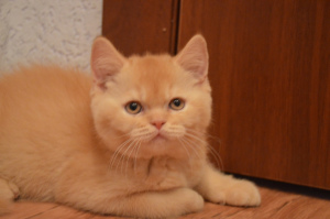 Photo №1. british shorthair - for sale in the city of St. Petersburg | negotiated | Announcement № 2327
