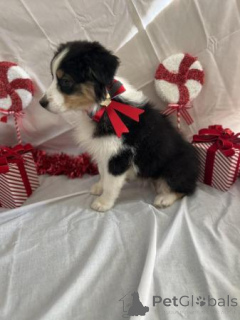 Photo №2 to announcement № 176152 for the sale of australian shepherd - buy in Greenland private announcement