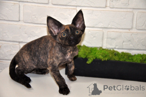 Photo №1. devon rex - for sale in the city of Germersheim | 329$ | Announcement № 148351
