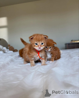 Photo №2 to announcement № 150609 for the sale of maine coon - buy in Germany from the shelter, breeder