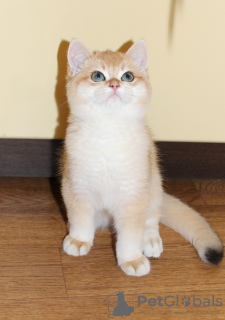 Photo №1. british shorthair - for sale in the city of New York | 33$ | Announcement № 77686