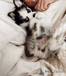 Photo №3. Ready to go!! looking for a family who will love and take them as companions. United States