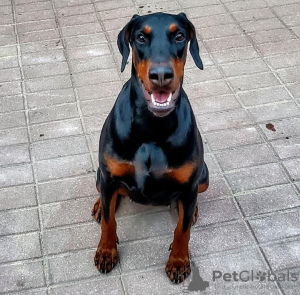 Photo №1. dobermann - for sale in the city of Suwałki | 1585$ | Announcement № 51294