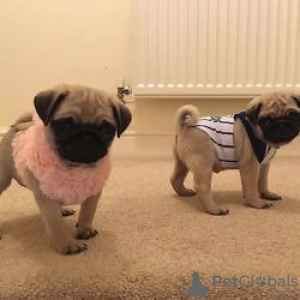 Photo №1. pug - for sale in the city of Wanderup | negotiated | Announcement № 89080